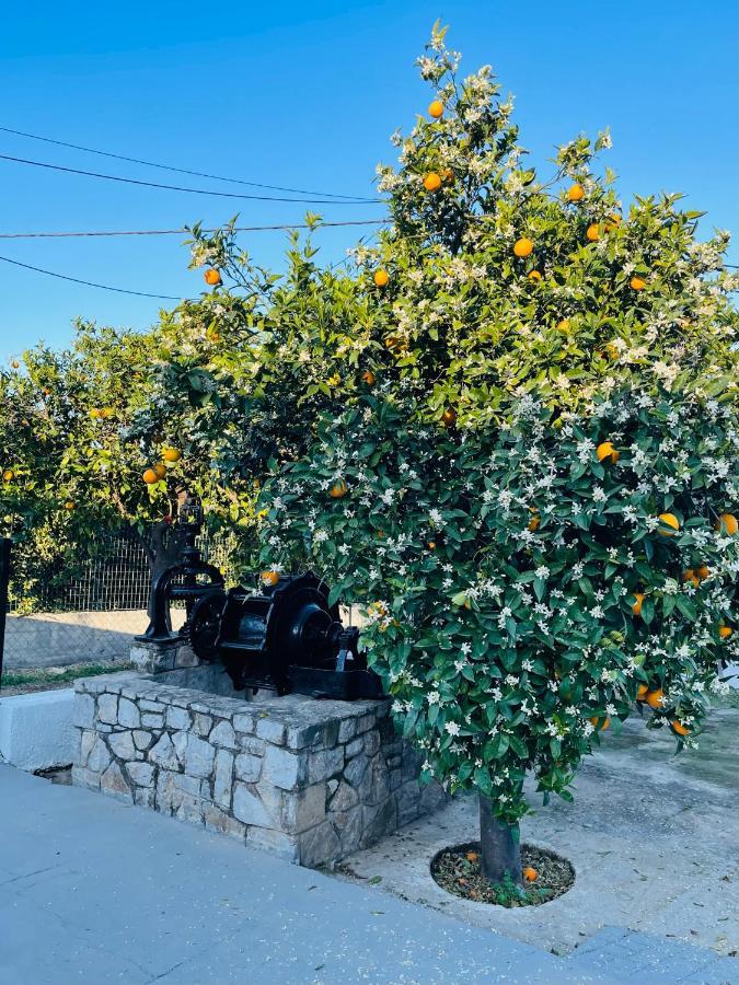 Citrus Garden *