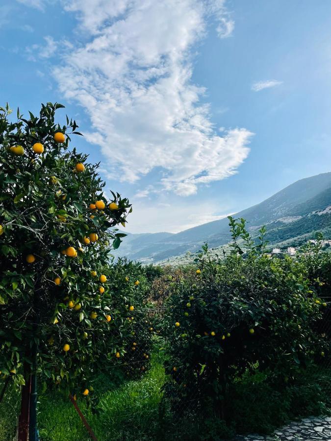 Citrus Garden
